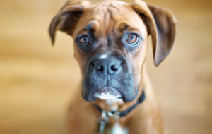 Boxer Dog High Quality Wallpapers Boxer Dog High Quality Wallpapers