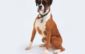 Boxer Dog Wallpapers Boxer Dog Wallpapers