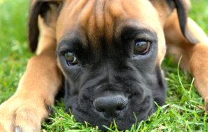 Boxer Dog Wallpapers HD Boxer Dog Wallpapers HD