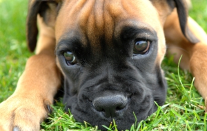Bull Mastiff HD Background Bull Mastiff HD Background