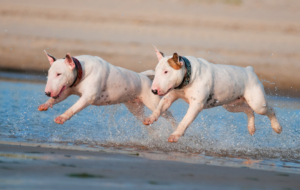 Bull Terrier HD Background Bull Terrier HD Background