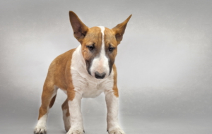 Bull Terrier HD Deskto Bull Terrier HD Deskto