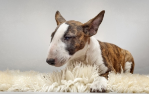 Bull Terrier HD Wallpaper Bull Terrier HD Wallpaper