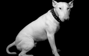Bull Terrier High Definition Bull Terrier High Definition