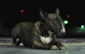 Bull Terrier High Quality Wallpapers Bull Terrier High Quality Wallpapers