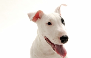 Bull Terrier Images Bull Terrier Images