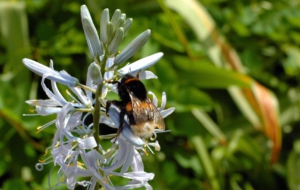 Bumble Bee High Definition Bumble Bee High Definition