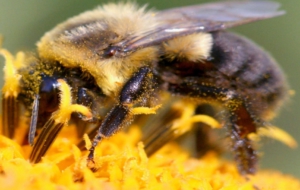 Bumble Bee Images Bumble Bee Images