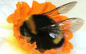 Bumble Bee Pictures Bumble Bee Pictures