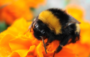 Bumble Bee Wallpapers HD Bumble Bee Wallpapers HD