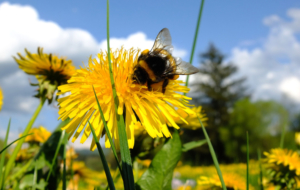 Bumble Bee For Deskto Bumble Bee For Deskto