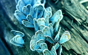 Butterfly Wallpaper Butterfly Wallpaper