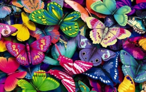 Butterfly Wallpapers HD Butterfly Wallpapers HD