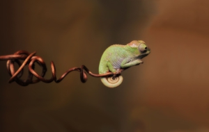 Chameleon Wallpapers Chameleon Wallpapers