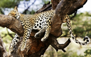 Cheetah Computer Wallpaper Cheetah Computer Wallpaper