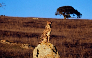 Cheetah Deskto Cheetah Deskto