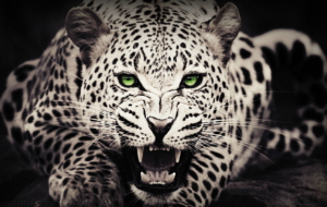 Cheetah HD Background Cheetah HD Background