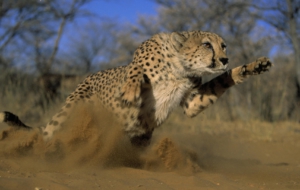 Cheetah High Definition Cheetah High Definition