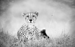 Cheetah High Definition Wallpapers Cheetah High Definition Wallpapers