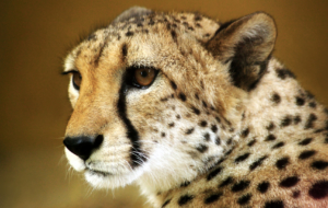 Cheetah High Quality Wallpapers Cheetah High Quality Wallpapers