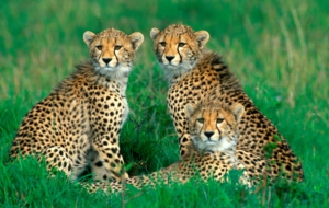 Cheetah Pictures Cheetah Pictures
