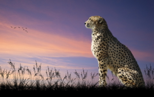Cheetah Wallpapers Cheetah Wallpapers