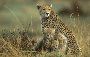 Cheetah Wallpapers HD Cheetah Wallpapers HD