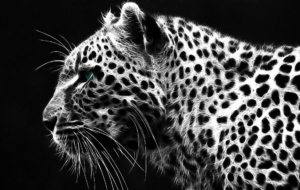 Cheetah For Deskto Cheetah For Deskto