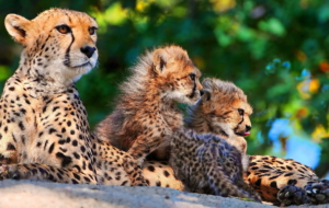 Cheetah Full HD Cheetah Full HD