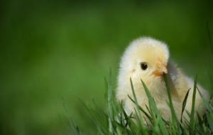 Chicken HD Background Chicken HD Background