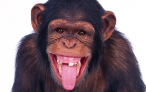 Chimpanzee HD Chimpanzee HD