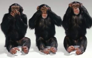 Chimpanzee High Definition Wallpapers Chimpanzee High Definition Wallpapers