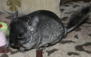 Chinchilla 4K Chinchilla 4K