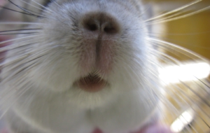 Chinchilla Computer Wallpaper Chinchilla Computer Wallpaper