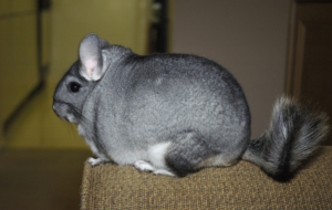 Chinchilla Photos Chinchilla Photos