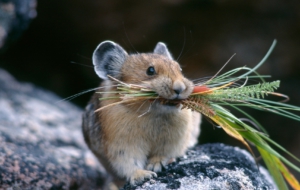 Chinchilla Wallpapers Chinchilla Wallpapers