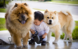 Chow Chow 4K Chow Chow 4K