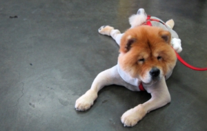 Chow Chow Computer Wallpaper Chow Chow Computer Wallpaper