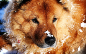 Chow Chow HD Chow Chow HD