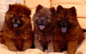 Chow Chow HD Background Chow Chow HD Background