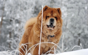 Chow Chow HD Deskto Chow Chow HD Deskto