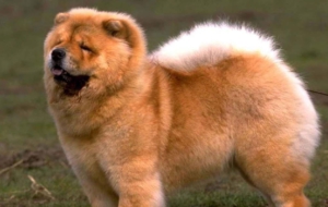 Chow Chow HD Wallpaper Chow Chow HD Wallpaper