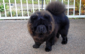 Chow Chow High Definition Chow Chow High Definition