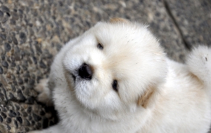 Chow Chow High Quality Wallpapers Chow Chow High Quality Wallpapers