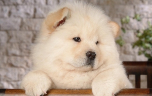 Chow Chow Images Chow Chow Images
