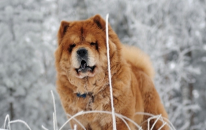 Chow Chow Pictures Chow Chow Pictures