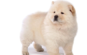 Chow Chow Widescreen Chow Chow Widescreen