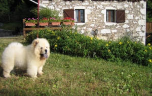 Chow Chow For Deskto Chow Chow For Deskto