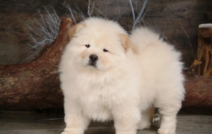 Chow Chow Full HD Chow Chow Full HD