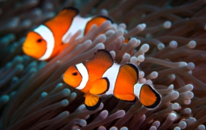 Clown Fish Wallpaper Clown Fish Wallpaper